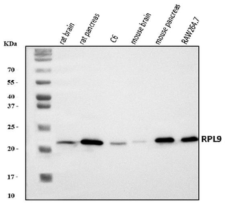 Rpl9 Rabbit Polyclonal Antibody