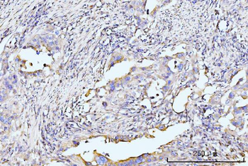 RPL29 Antibody