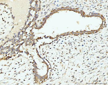 RPL29 Antibody