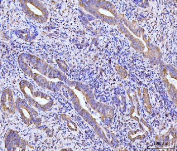 RPL29 Antibody