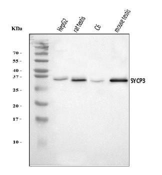 SCP3/SYCP3 Rabbit Polyclonal Antibody