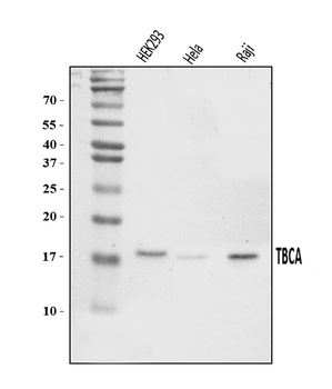 CFA/TBCA Rabbit Polyclonal Antibody