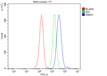 TRMT1 Rabbit Polyclonal Antibody
