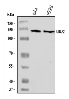 UBAP2 Antibody