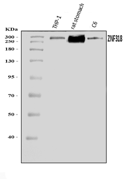 ZNF318 Antibody