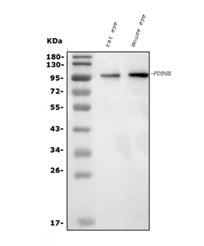 PDE6 beta/PDE6B Mouse Monoclonal Antibody