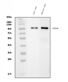 PDE6 beta/PDE6B Mouse Monoclonal Antibody