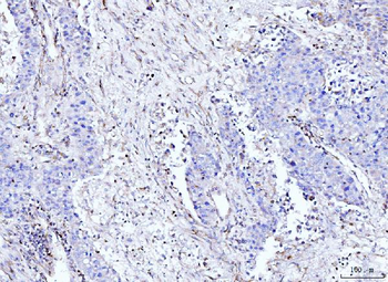 Moesin/MSN Antibody (monoclonal, 8D4)