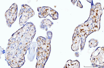 Moesin/MSN Antibody (monoclonal, 8D4)