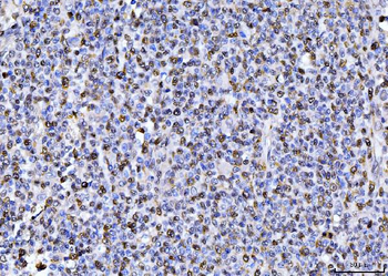 PCNA Antibody (monoclonal, 2G2)