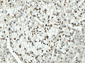 PCNA Antibody (monoclonal, 2G2)