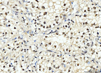 PCNA Antibody (monoclonal, 2G2)