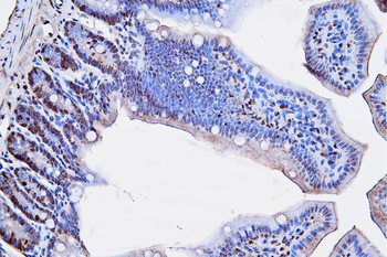 PCNA Antibody (monoclonal, 2G2)