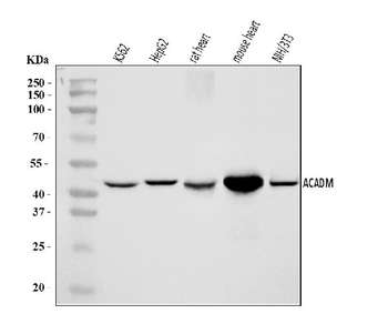ACADM/MCAD Antibody