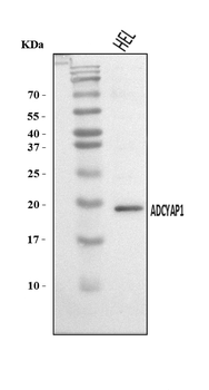 PACAP-38/ADCYAP1 Antibody