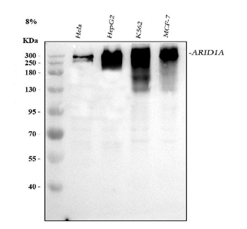 ARID1A Antibody