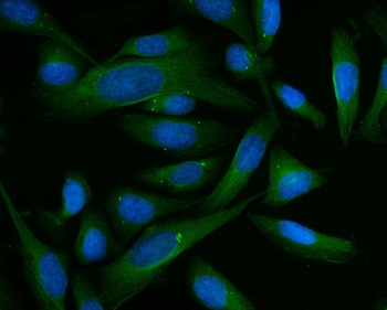 BHMT Antibody