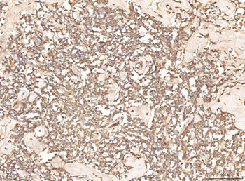 BHMT Antibody