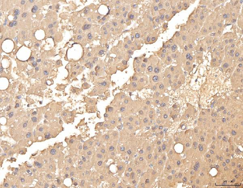 BHMT Antibody