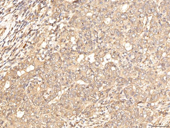 BHMT Antibody