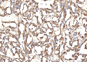 BHMT Antibody