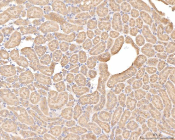 BHMT Antibody