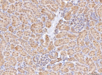 BHMT Antibody