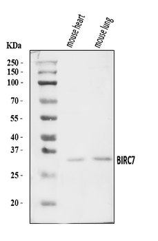 Livin/Birc7 Rabbit Polyclonal Antibody