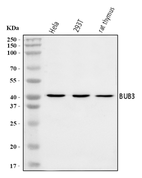 BUB3 Rabbit Polyclonal Antibody