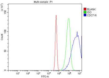 CDC7 Rabbit Polyclonal Antibody