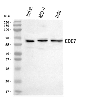 CDC7 Rabbit Polyclonal Antibody