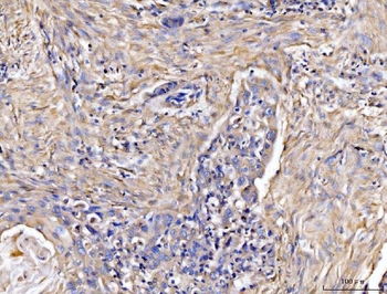 COL6A1 Antibody