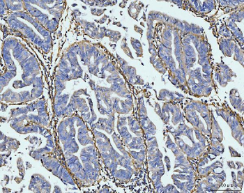 COL6A1 Antibody