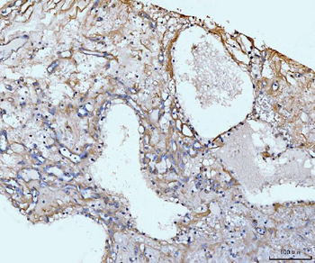 COL6A1 Antibody