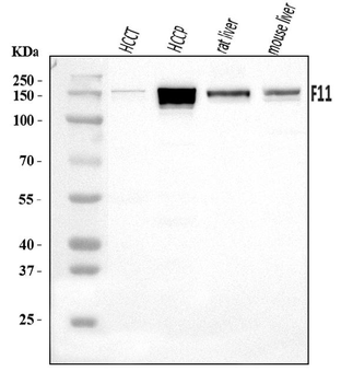 FXI/F11 Rabbit Polyclonal Antibody
