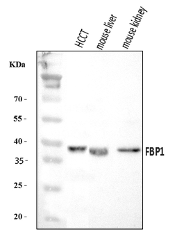 FBP1 Rabbit Polyclonal Antibody