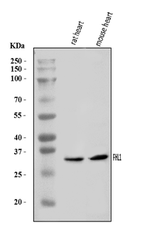 FHL1 Rabbit Polyclonal Antibody