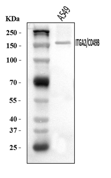 Integrin alpha 2/ITGA2 Rabbit Polyclonal Antibody