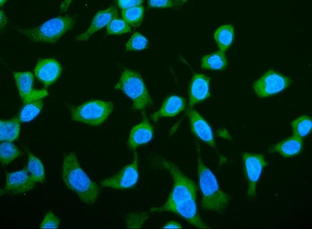LARP1 Antibody