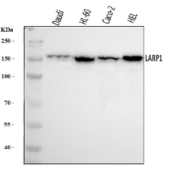 LARP1 Antibody