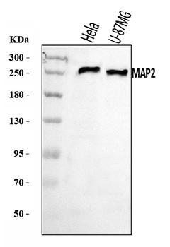 MAP2 Rabbit Polyclonal Antibody