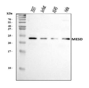 MESDC2/MESD Rabbit Polyclonal Antibody
