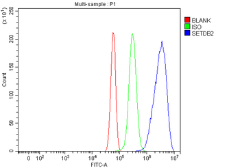 CLLD8/Setdb2 Antibody