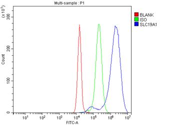 RFC/SLC19A1 Rabbit Polyclonal Antibody
