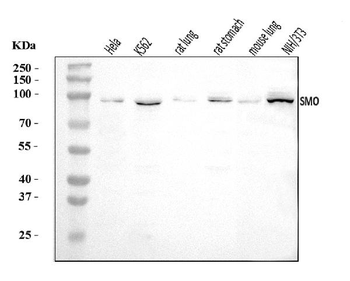 Smoothened/SMO Rabbit Polyclonal Antibody