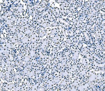 splicing factor 1 Antibody (monoclonal, 2F5D10)