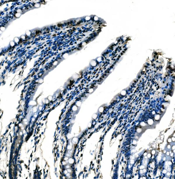splicing factor 1 Antibody (monoclonal, 2F5D10)
