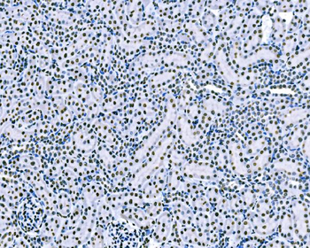 splicing factor 1 Antibody (monoclonal, 2F5D10)