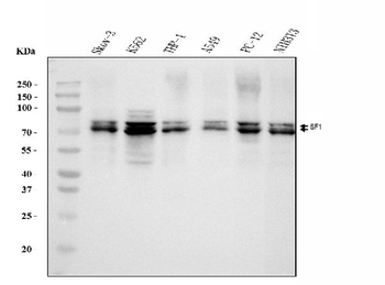 splicing factor 1 Antibody (monoclonal, 2F5D10)