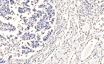 splicing factor 1 Antibody (monoclonal, 2F5D10)